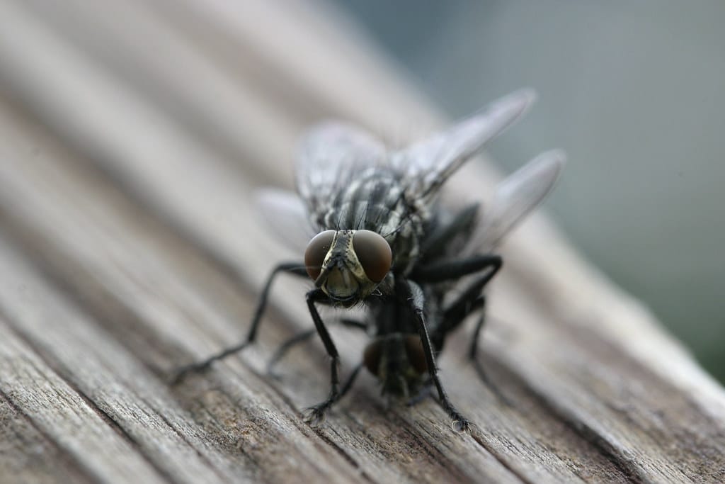 Flies and Mosquitoes