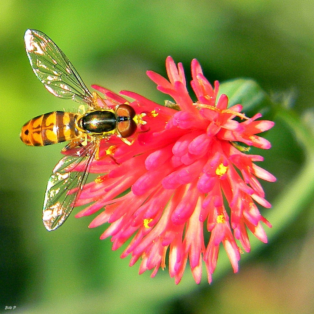 Flower Fly