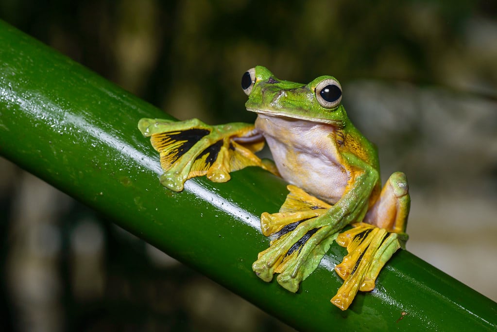 Flying Frog