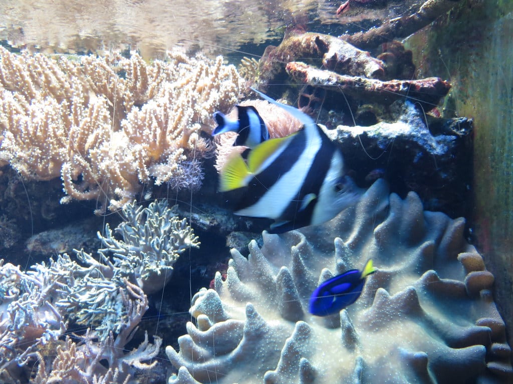 Four Stripe Damselfish