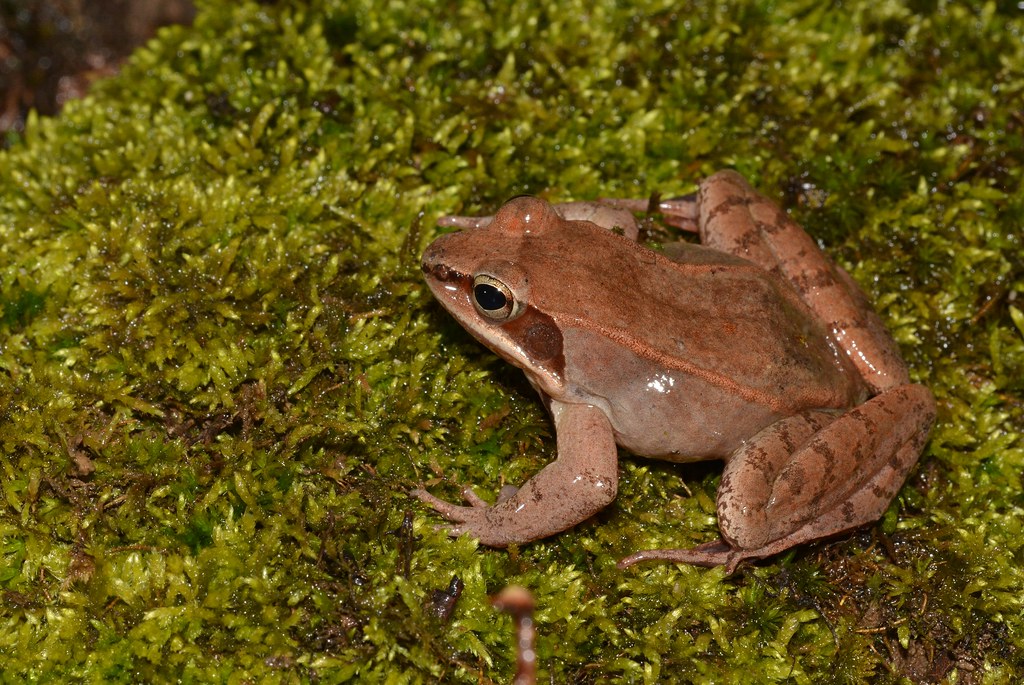 Frogs (Most) - Animals Without Teeth