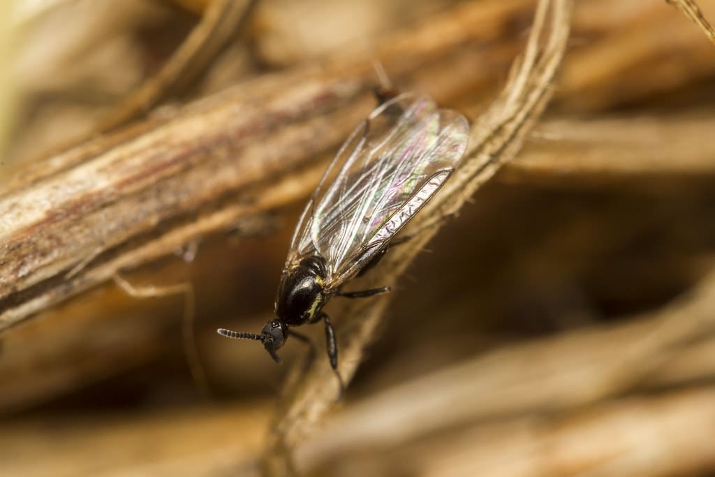 Fungus Gnat