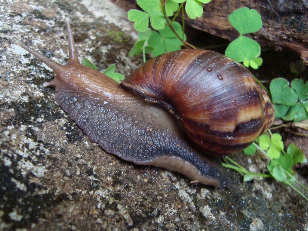 Garden Snail - Different Types of Snails