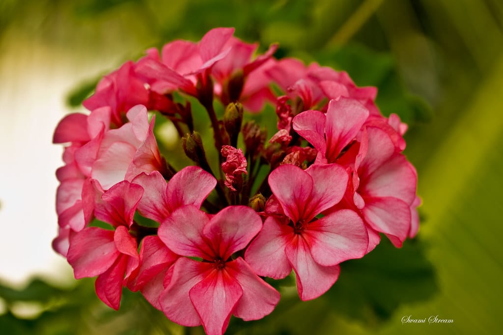 Geraniums