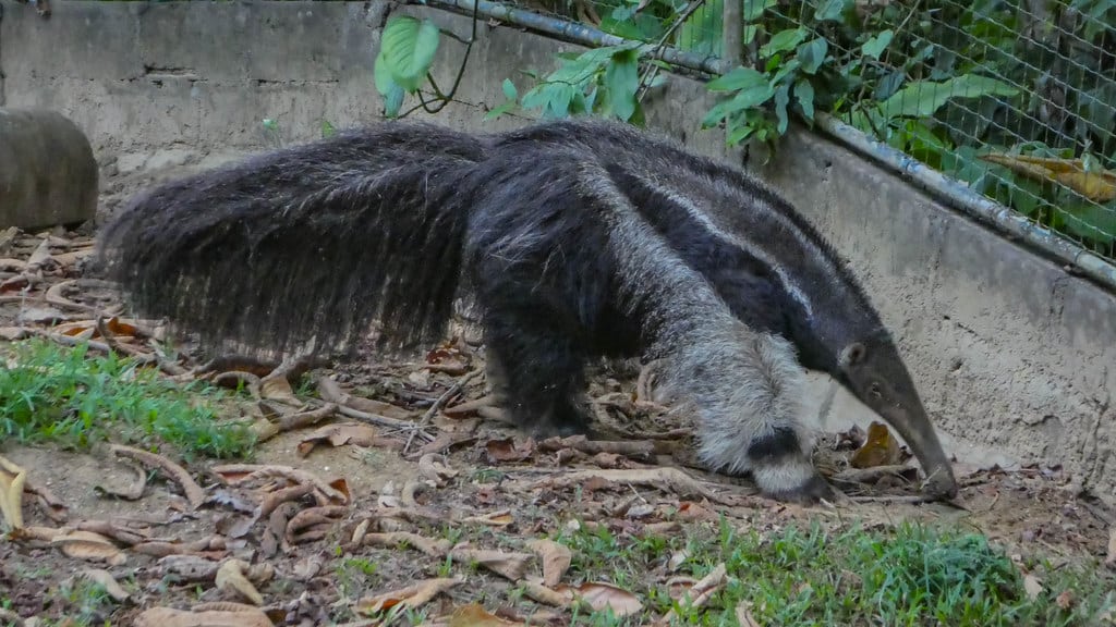 Giant Anteater - Animals With Claws