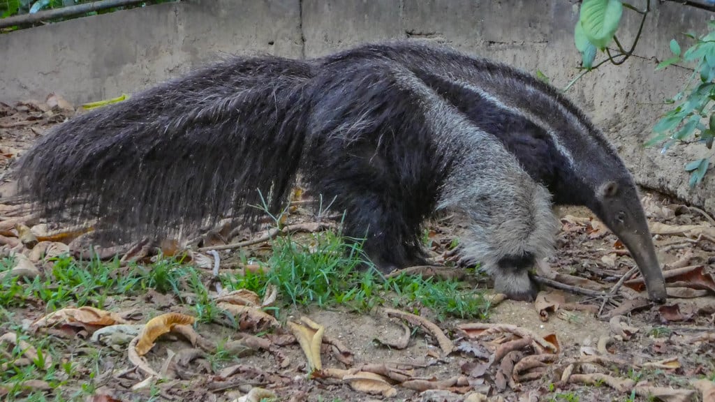 Giant Anteaters