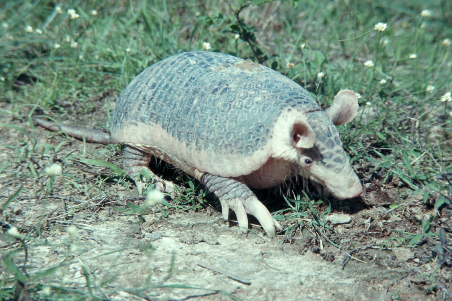 Giant Armadillo