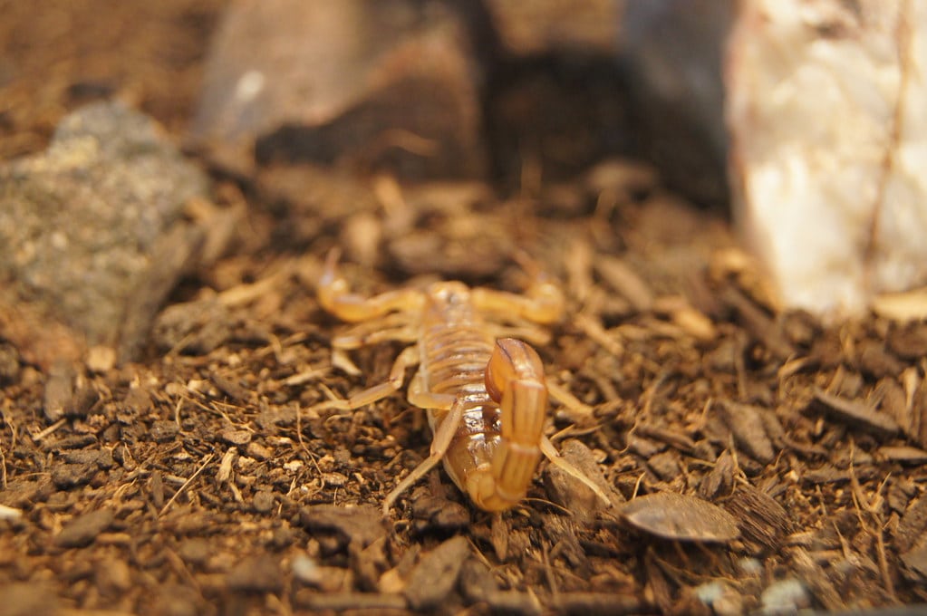 Giant Desert Hairy Scorpion