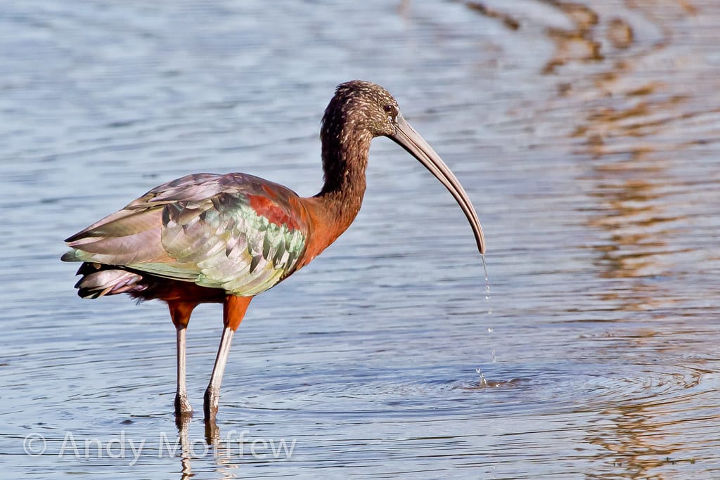 Glossy Ibis