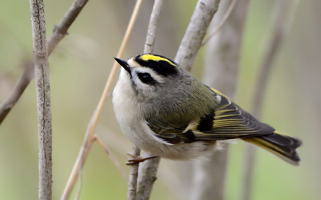 Gold-Crowned Kinglet