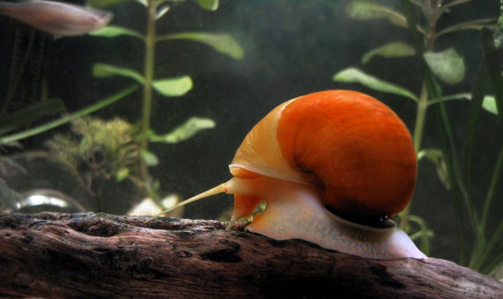 Golden Apple Snail