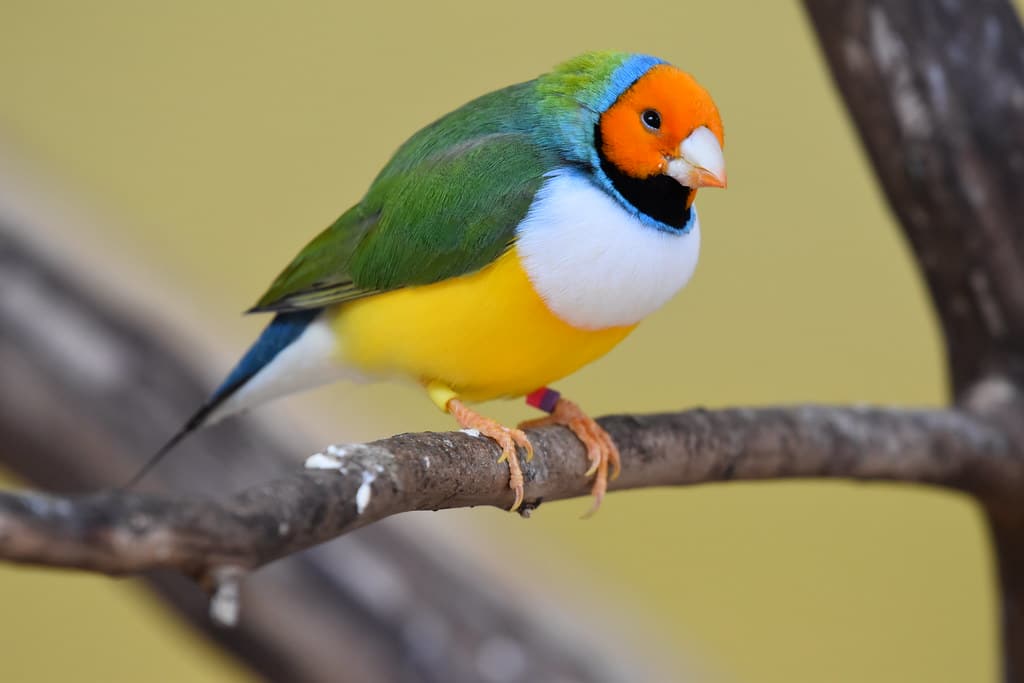 Gouldian Finches - Types of Animals With Feathers