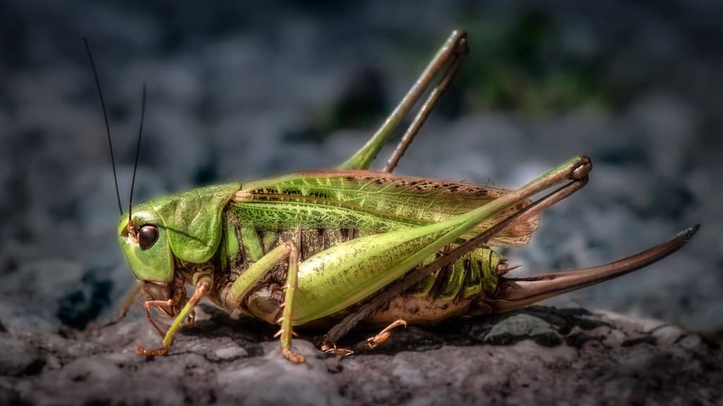 Grasshoppers and Crickets
