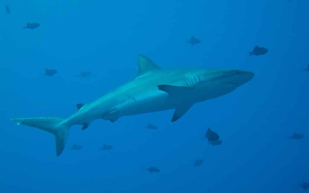 Gray Reef Shark