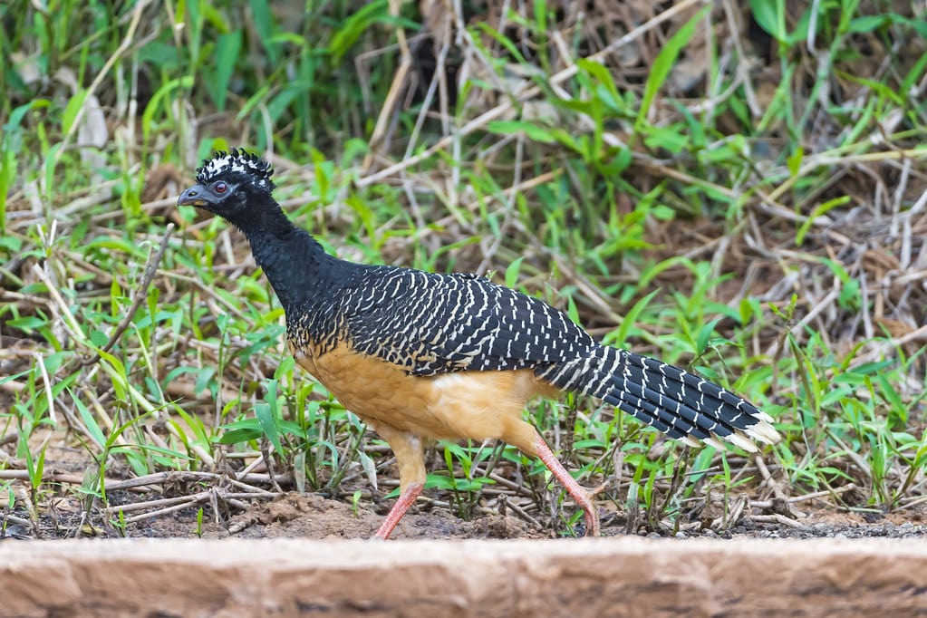 Great Curassow