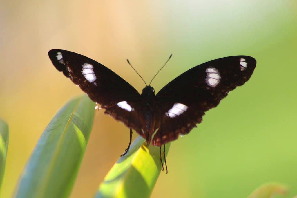 Great Eggfly