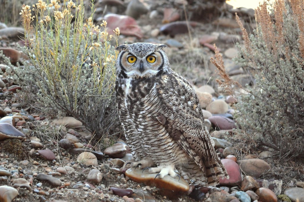 Great Horned Owl
