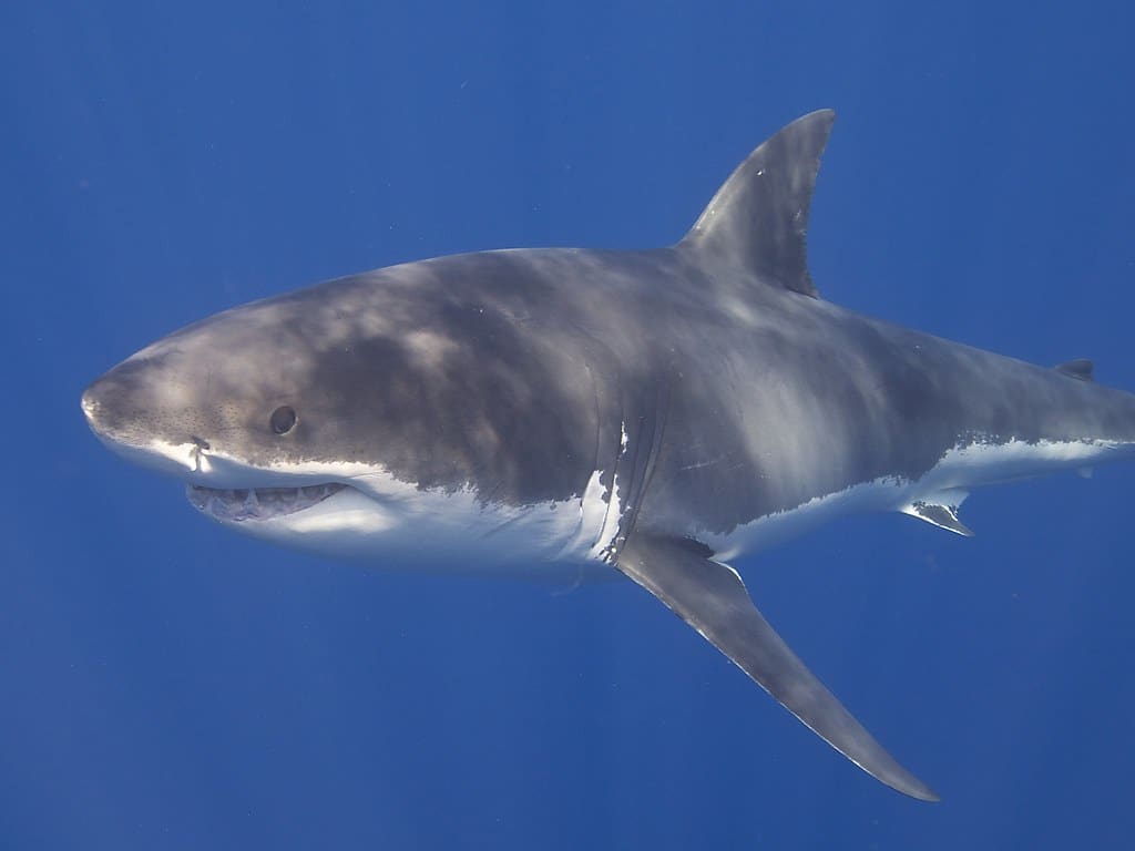 Great White Shark