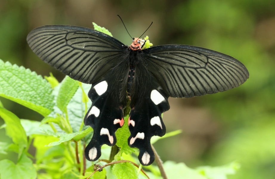 Great Windmill (Byasa dasarada)