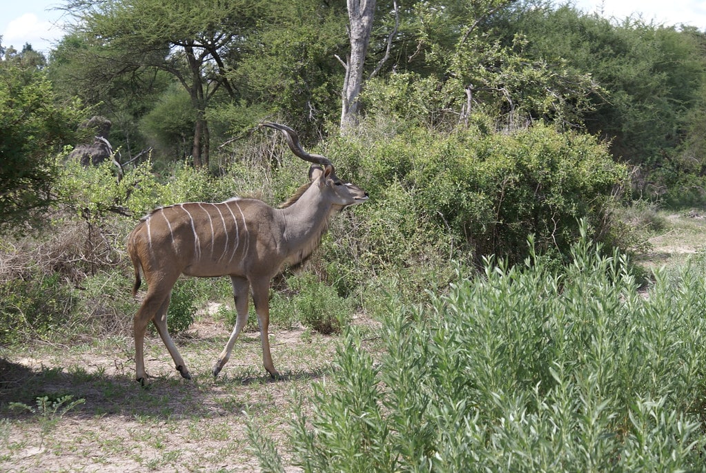 Greater Kudu