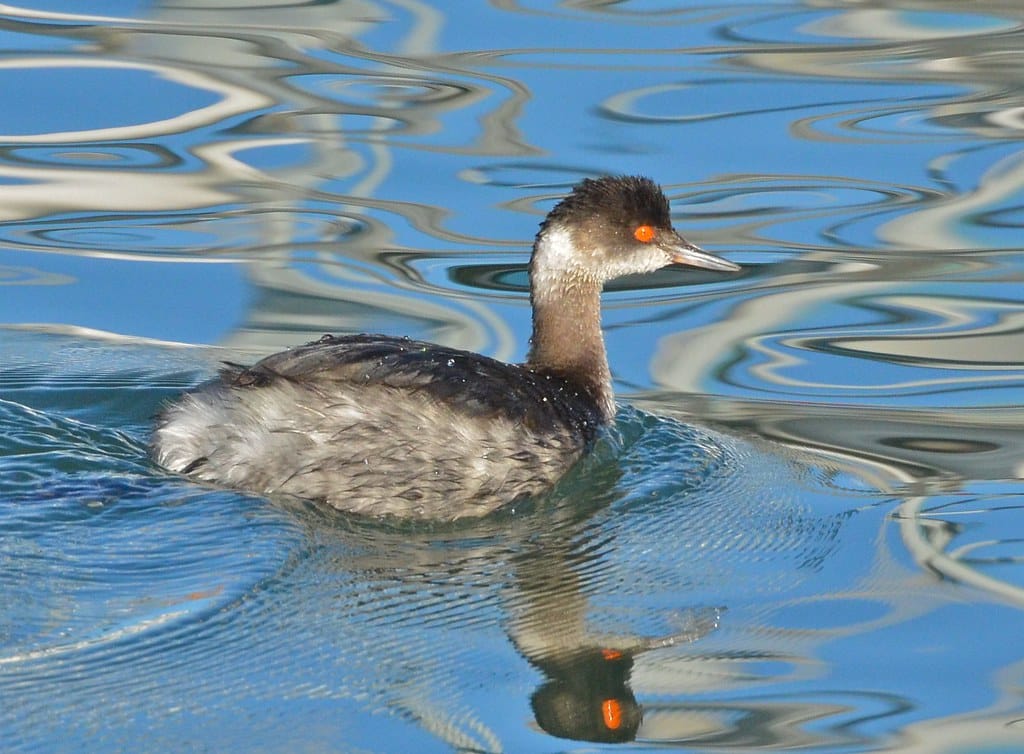 Grebes