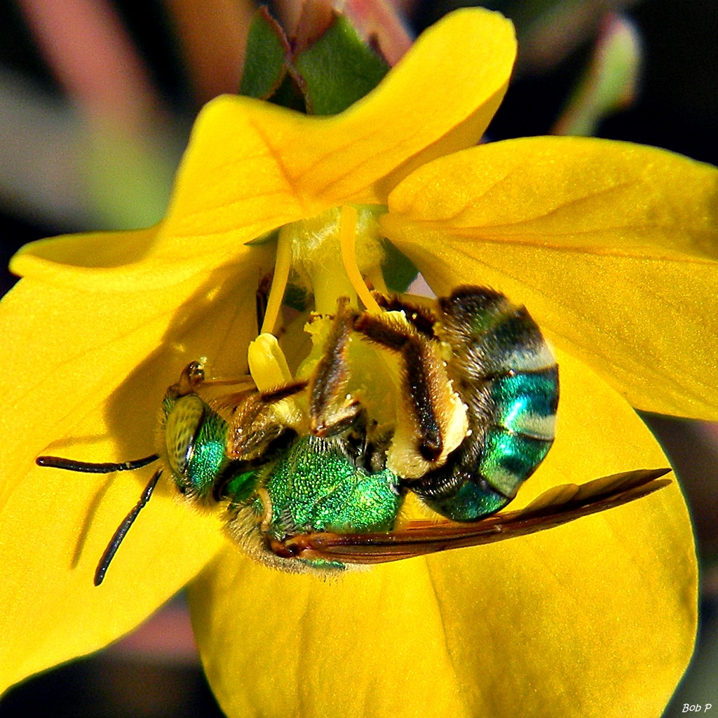 Green Metallic Bee