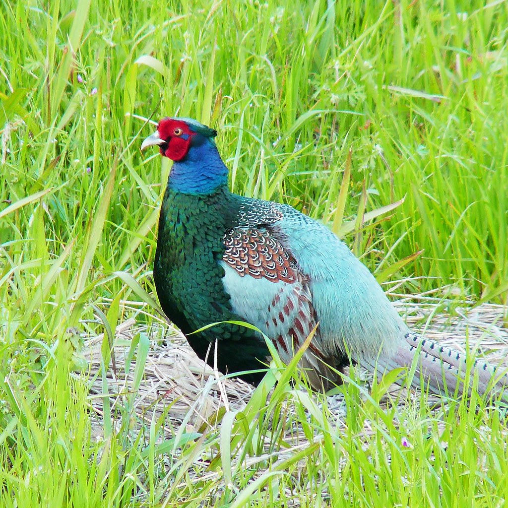 Green Pheasant