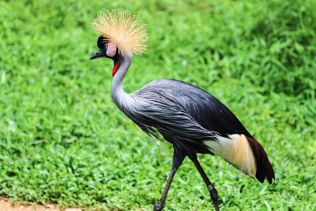 Grey Crowned Crane