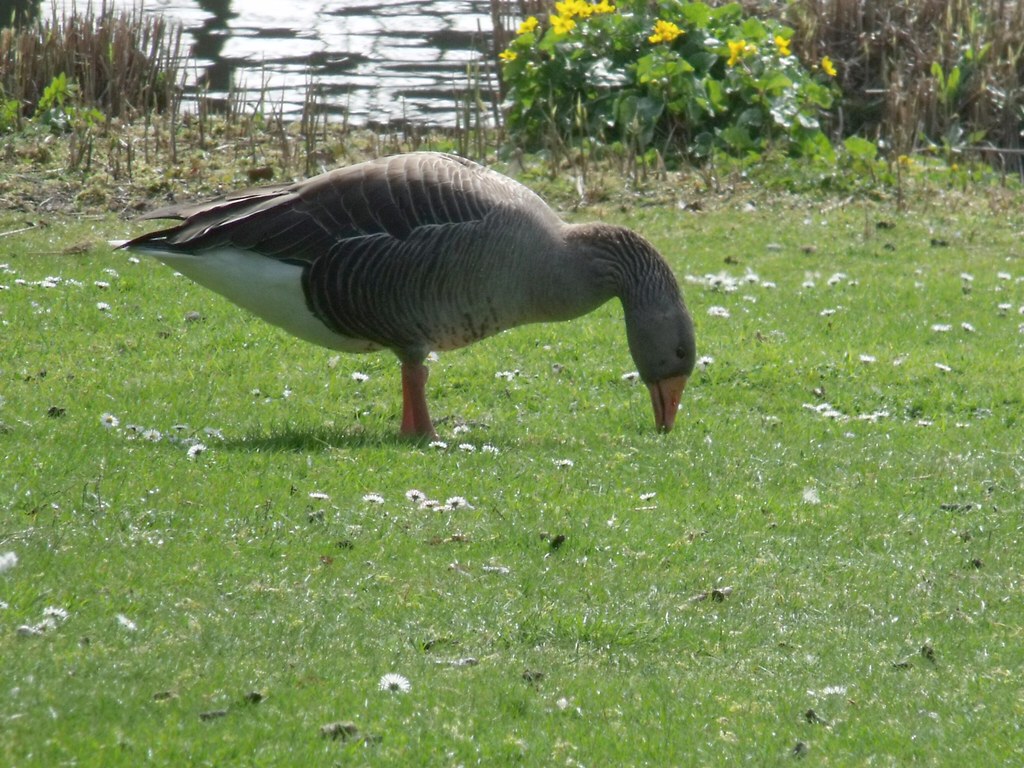 Greylag Geese - Different Types of Water Birds