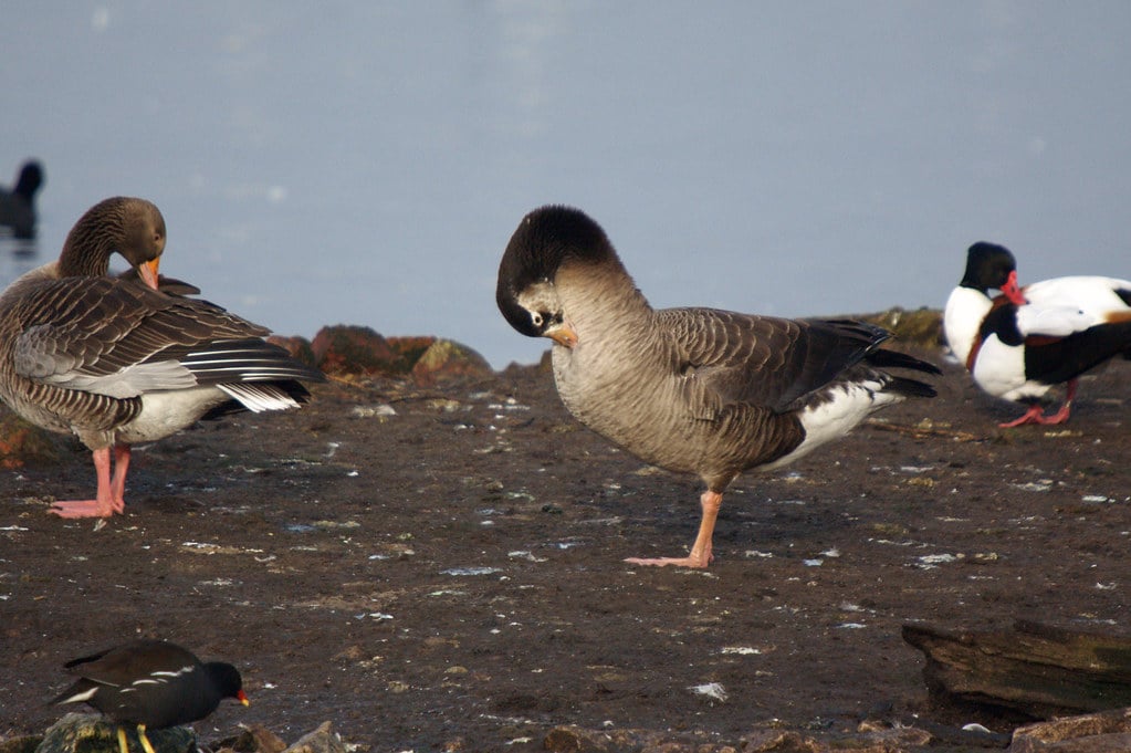 Greylag Goose