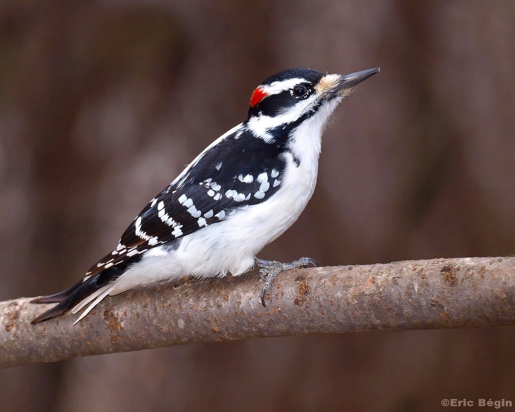 Hairy Woodpecker - woodpeckers in Oregon