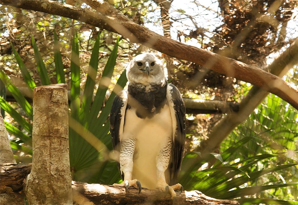 Harpy Eagle