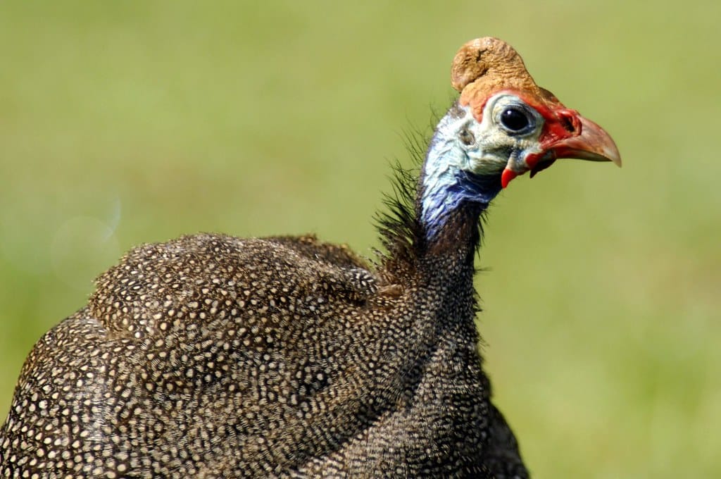 Helmeted Guinea Fowl