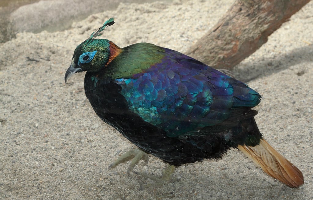 Himalayan Monal