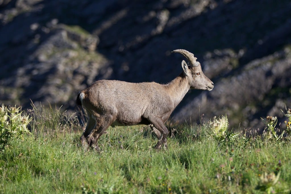 Ibex