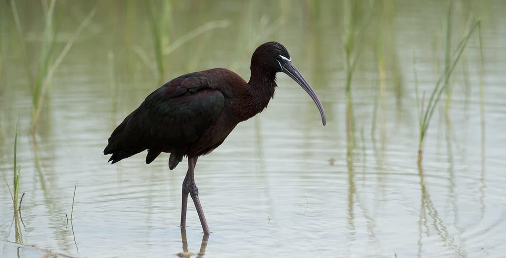 Ibis