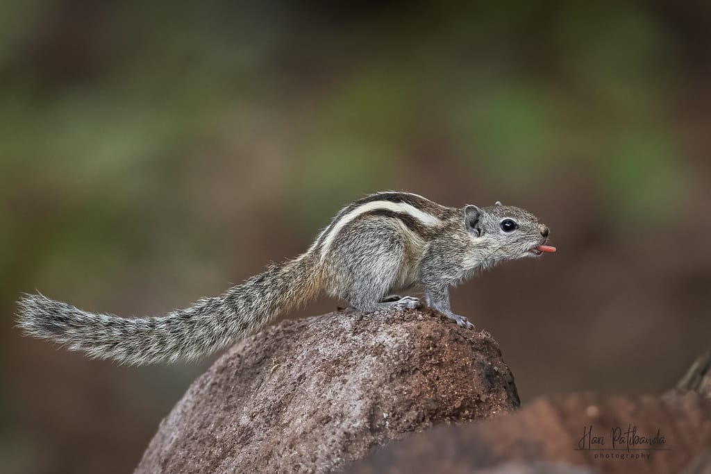 Indian Palm Squirrel