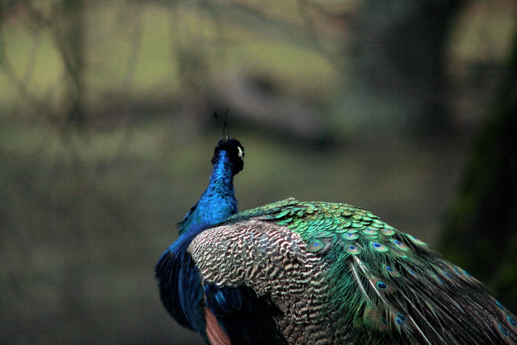Indian Peafowl