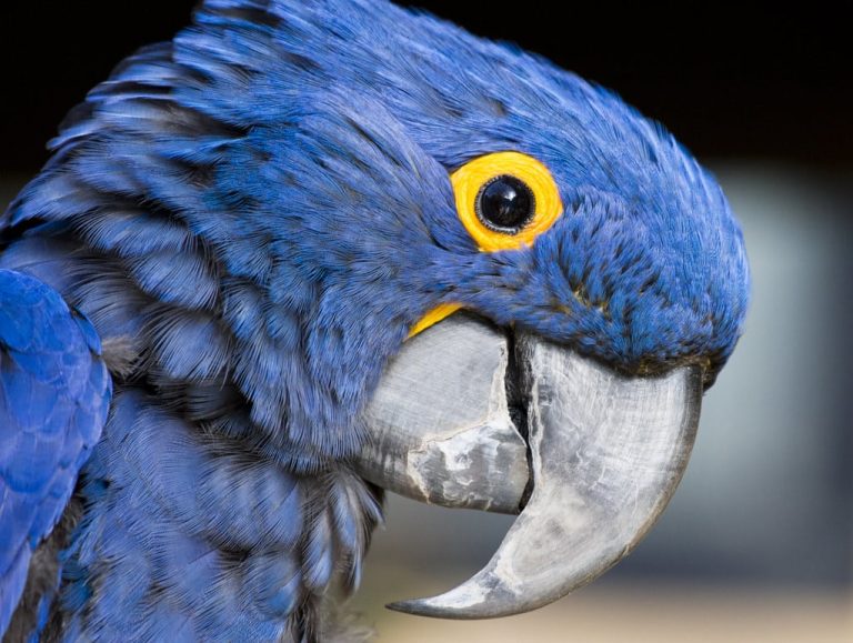 Is the Blue Macaw Extinct?