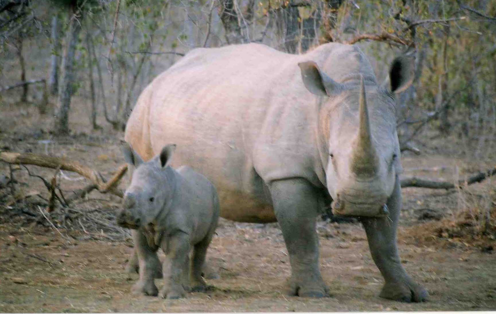 Is the White Rhino Extinct
