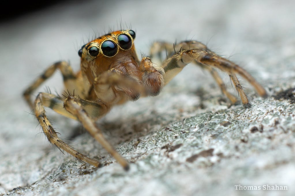 Jumping Spiders