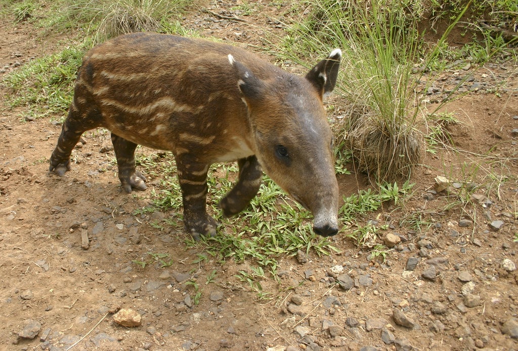 Juvenile Tapir - Animals With Stripes