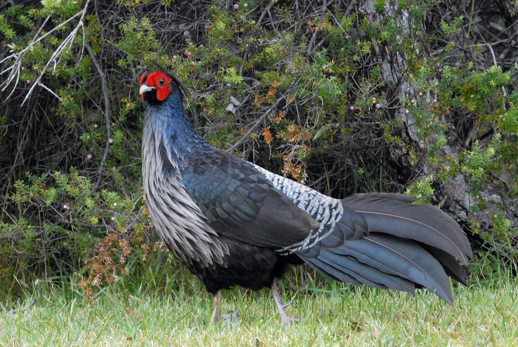 Kalij Pheasant