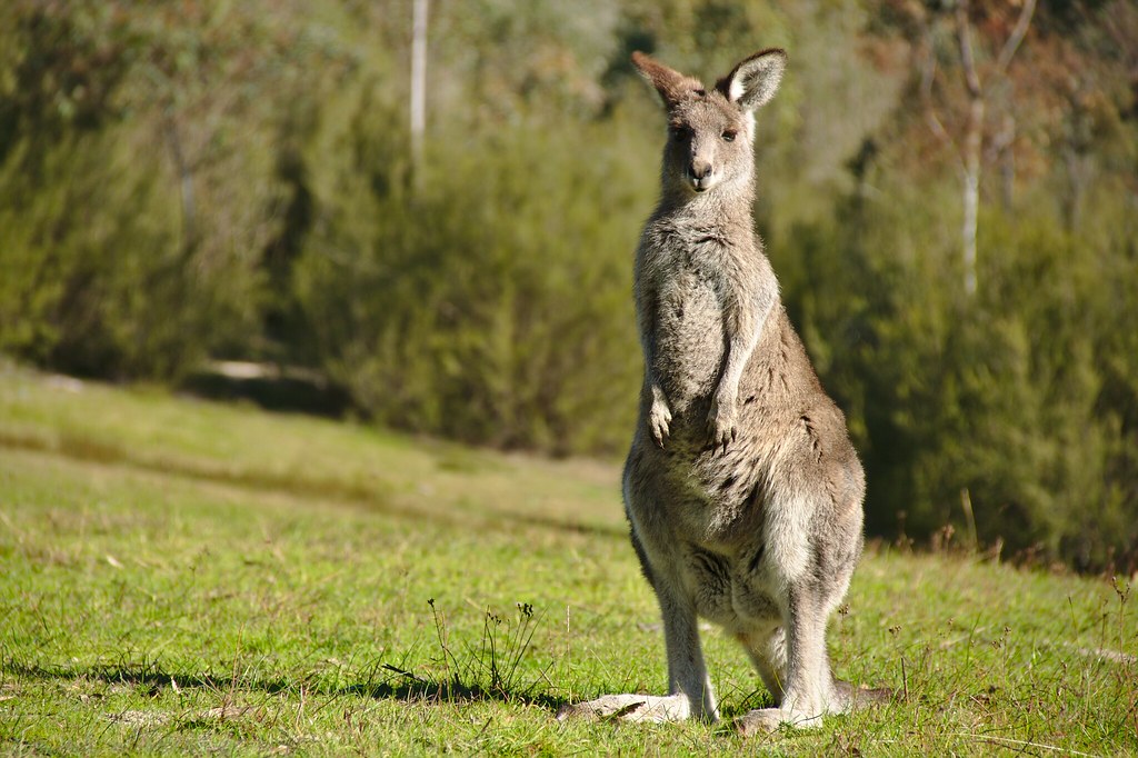 Kangaroo