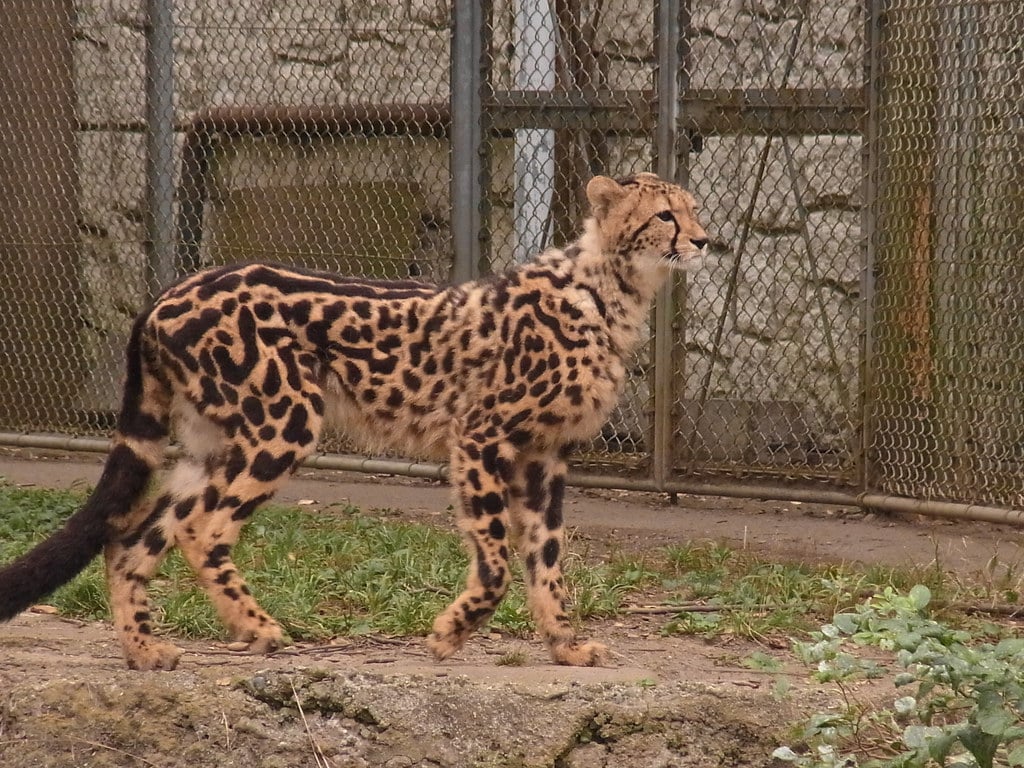 King Cheetah - Animals With Stripes