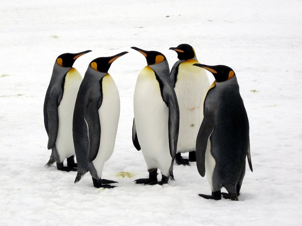 King Penguin