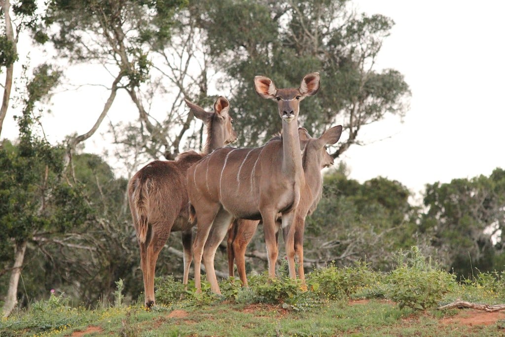 Kudu