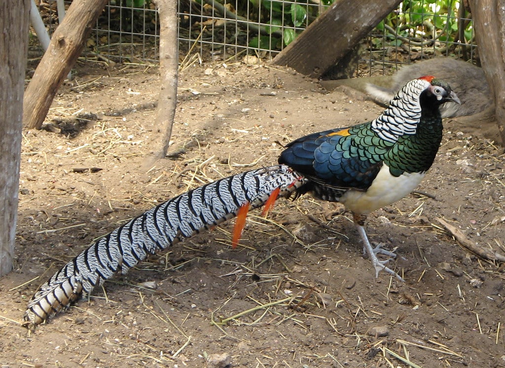 Lady Amherst's Pheasant