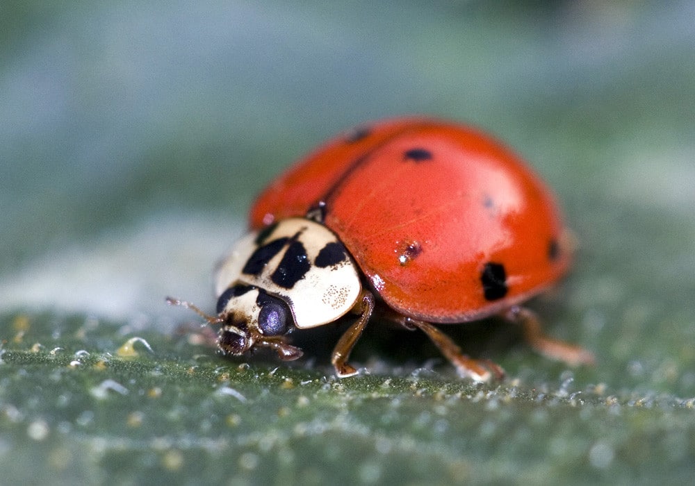 Ladybugs