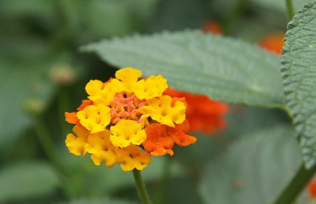 Lantana Camara